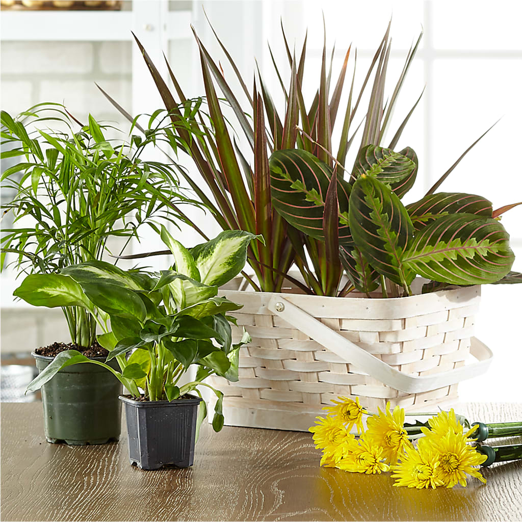Florist Designed Blooming and Green Plants in a Basket – Citrus Valley Florist, West Covina CA