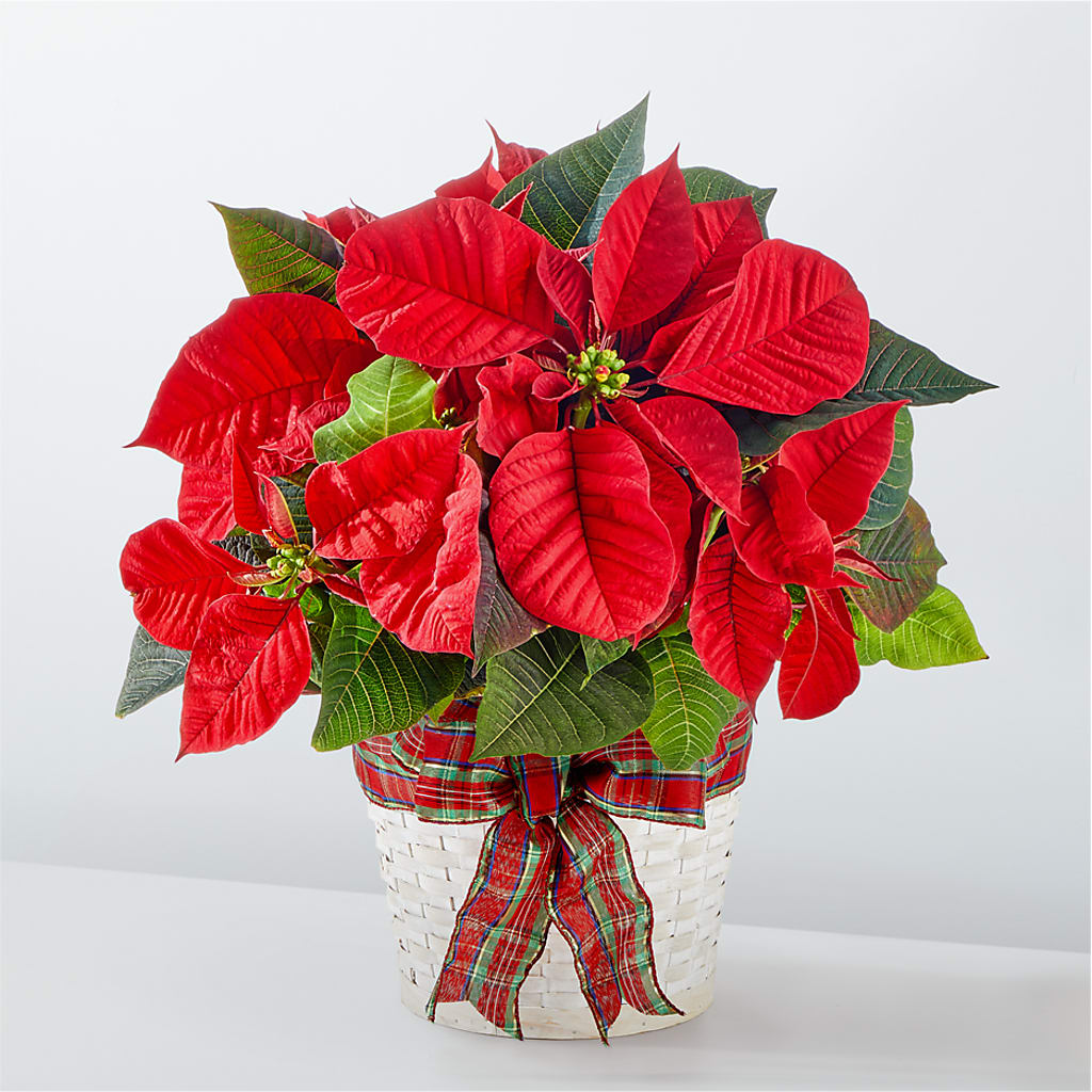 Happiest Holidays Poinsettia – Citrus Valley Florist, West Covina CA