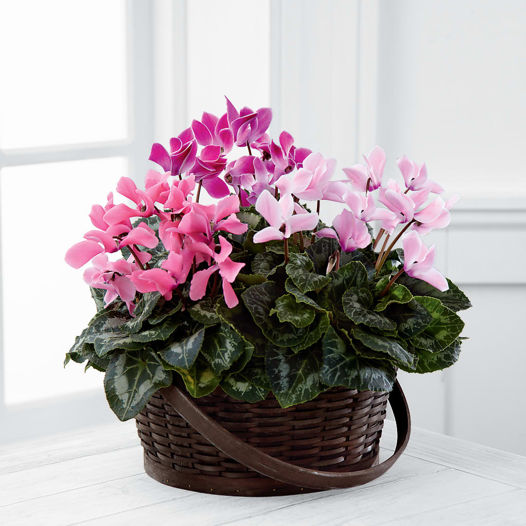 Mixed Cyclamen Planter – Citrus Valley Florist, West Covina CA