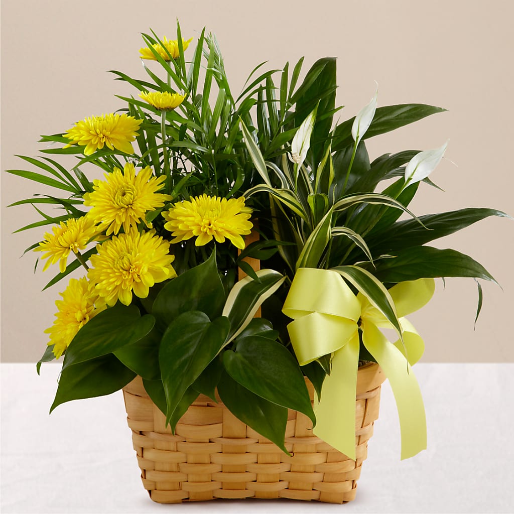 Loving Light Dishgarden – Citrus Valley Florist, West Covina CA