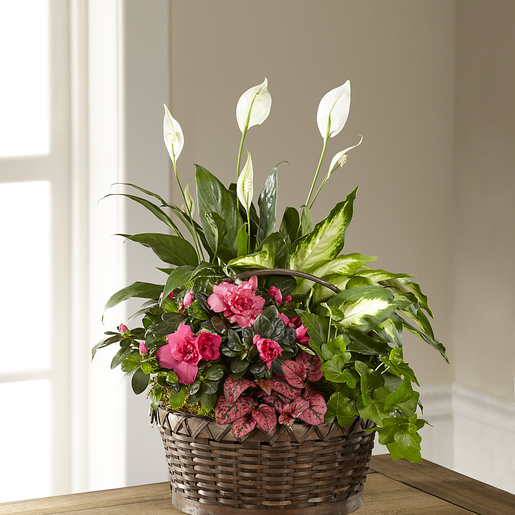 Dream in Pink Dishgarden – Citrus Valley Florist, West Covina CA