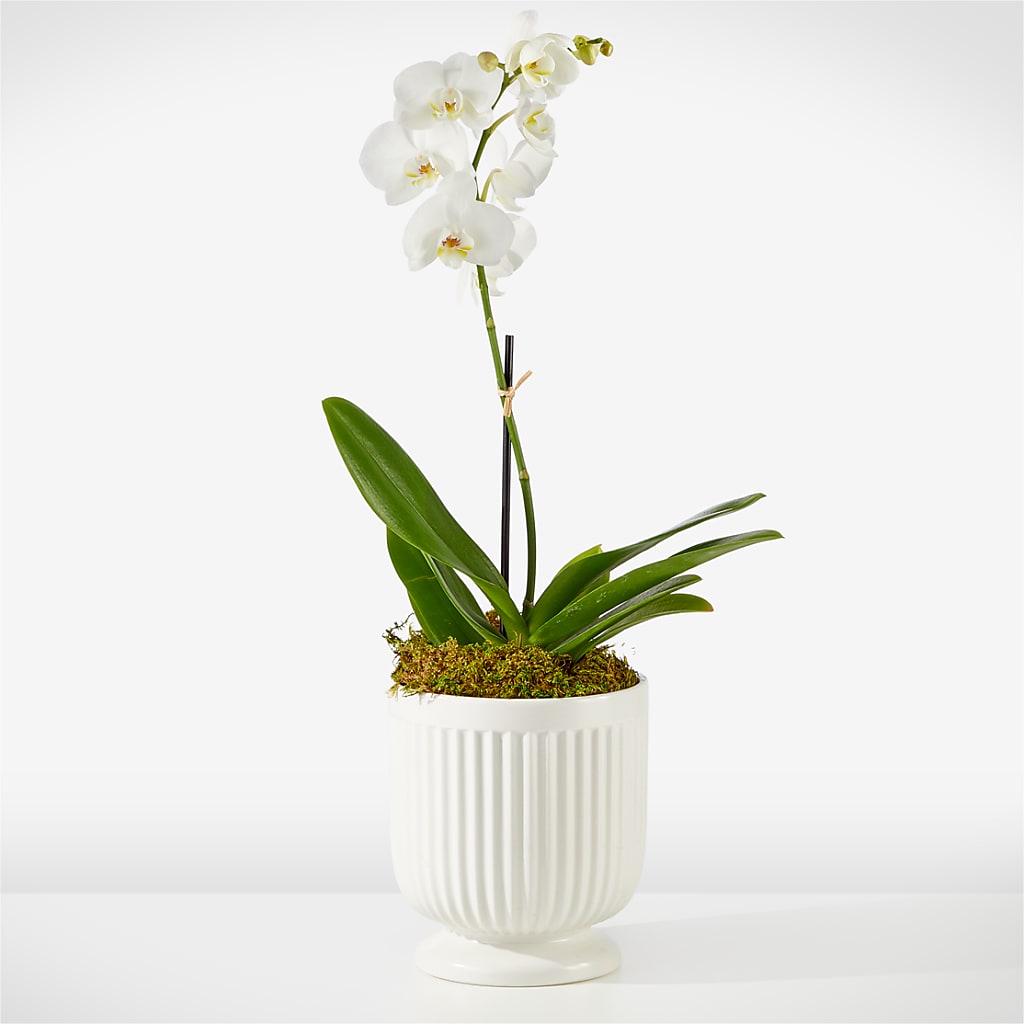 Whispering White Orchid – Citrus Valley Florist, West Covina CA