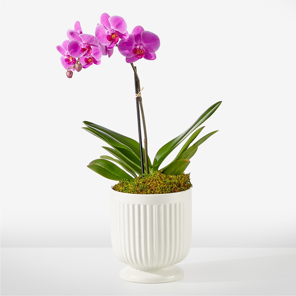 Friendly Fuchsia Orchid – Citrus Valley Florist, West Covina CA