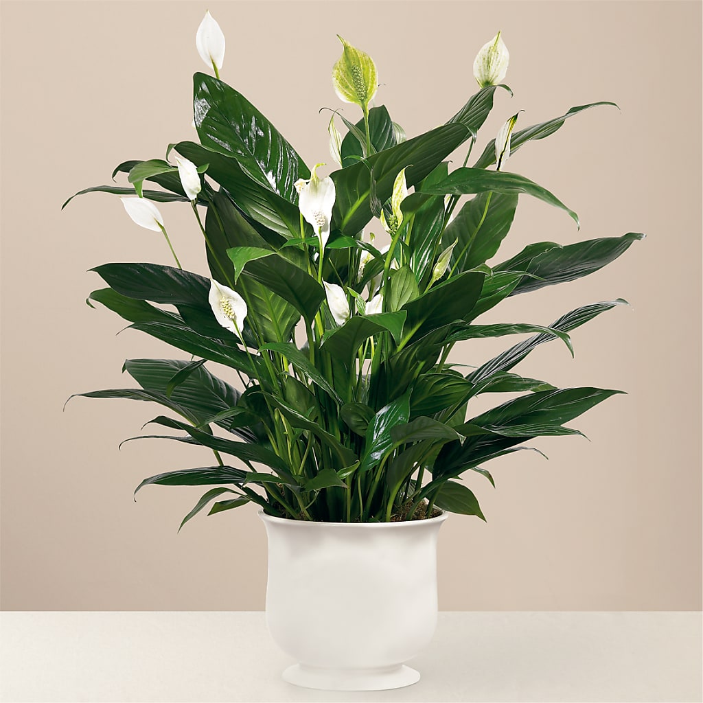 Comfort Planter – Citrus Valley Florist, West Covina CA