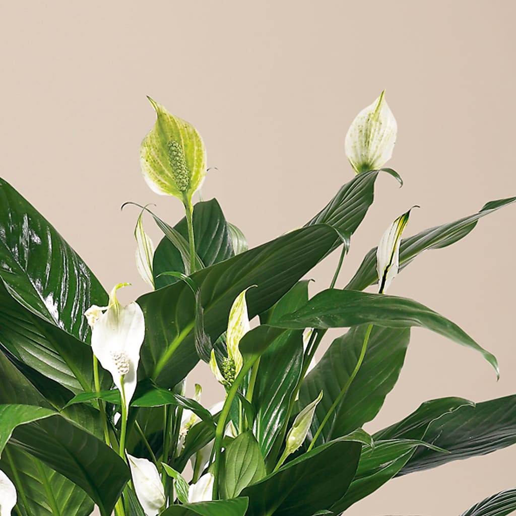 Comfort Planter – Citrus Valley Florist, West Covina CA