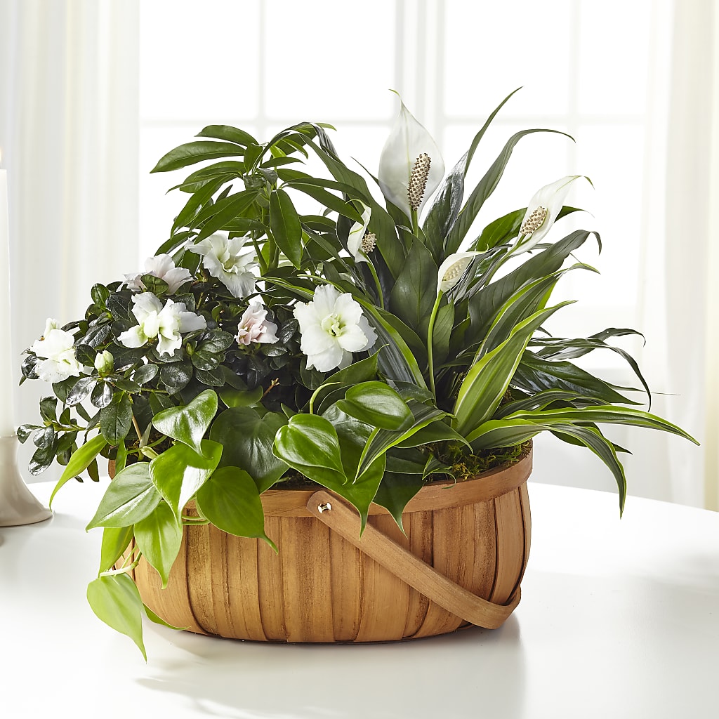 Serene Dishgarden – Citrus Valley Florist, West Covina CA