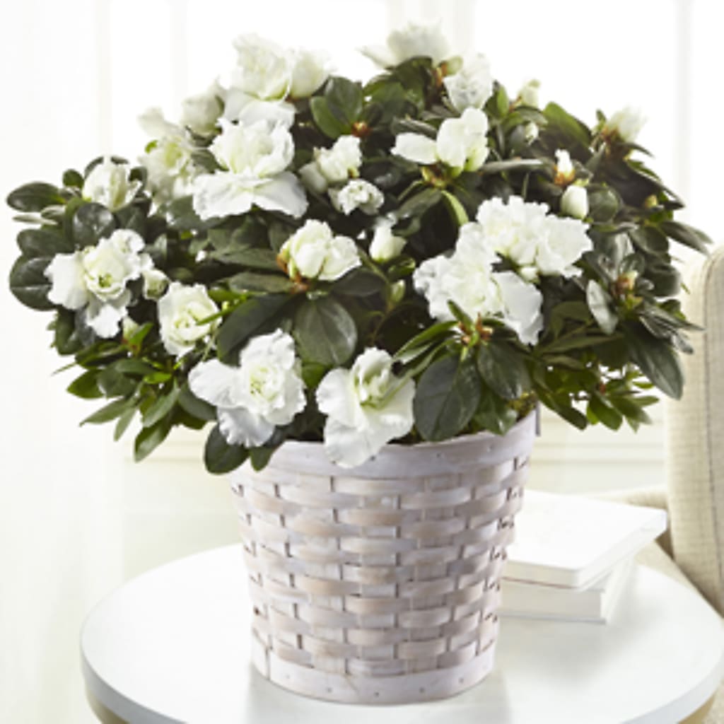 White Azalea Plant – Citrus Valley Florist, West Covina CA