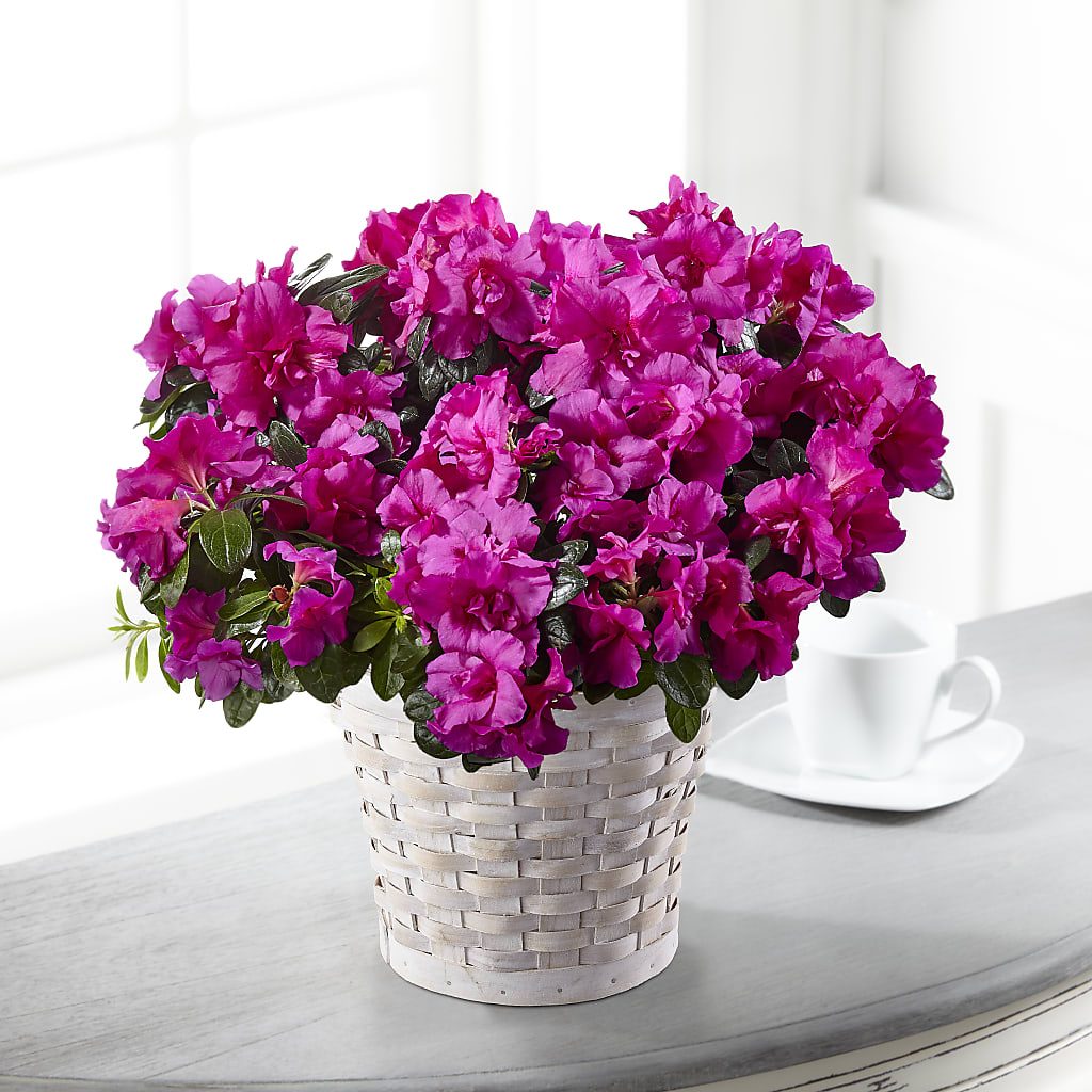 Hope & Serenity Azalea Plant – Citrus Valley Florist, West Covina CA