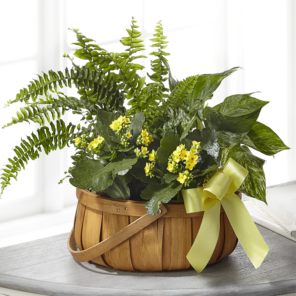 Always Dear Dishgarden – Citrus Valley Florist, West Covina CA