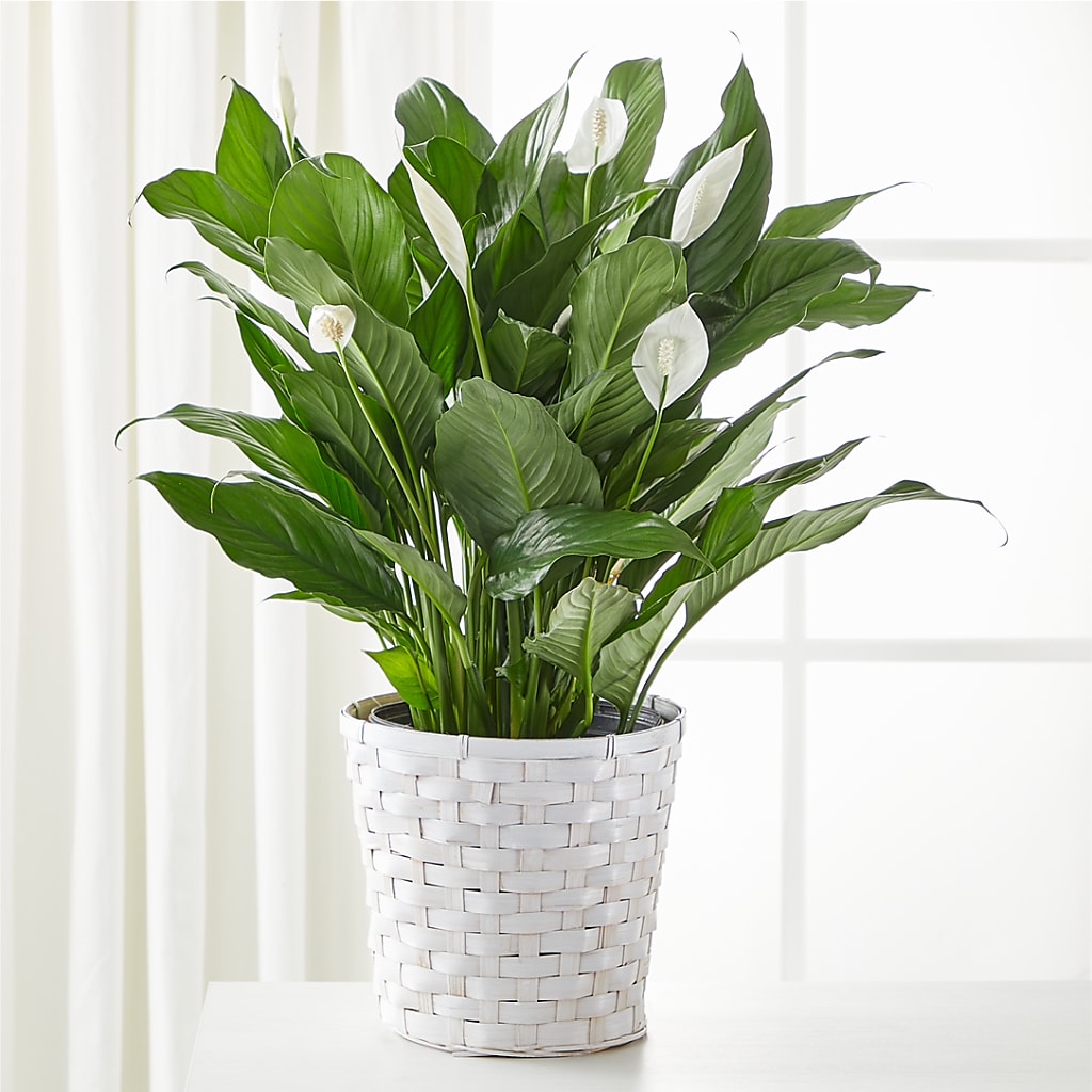 A New Leaf Peace Lily – Citrus Valley Florist, West Covina CA