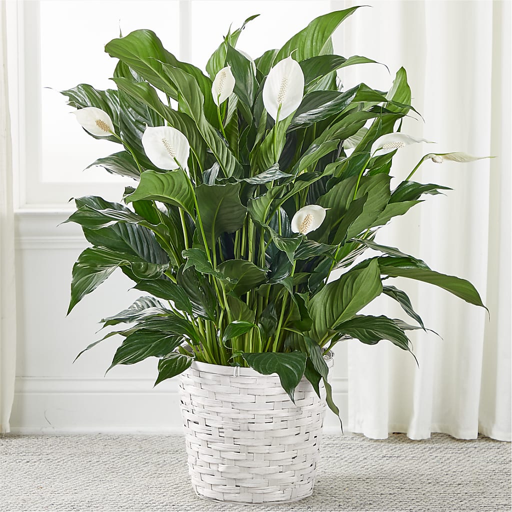 A New Leaf Peace Lily – Citrus Valley Florist, West Covina CA