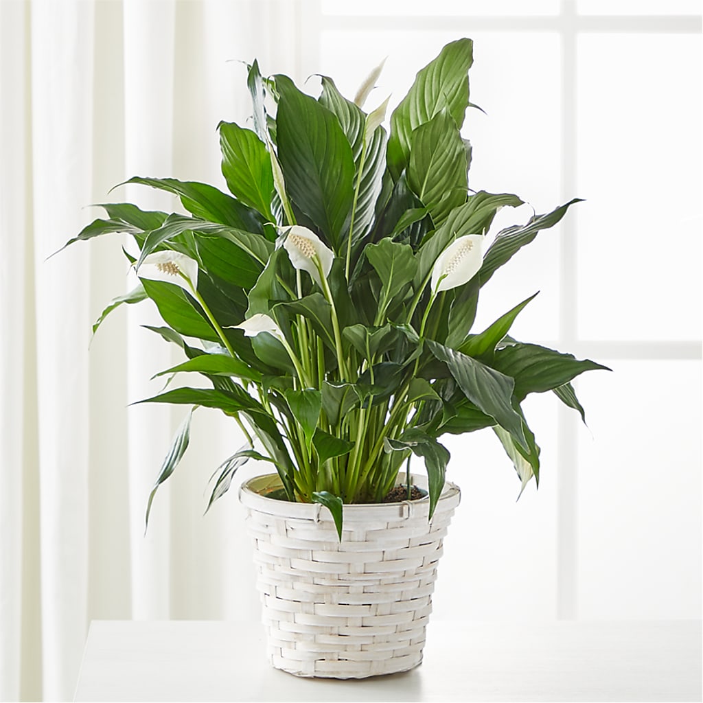 A New Leaf Peace Lily – Citrus Valley Florist, West Covina CA