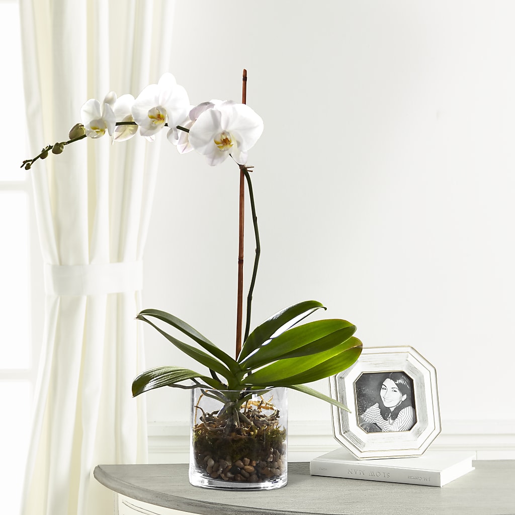 White Orchid Planter – Citrus Valley Florist, West Covina CA