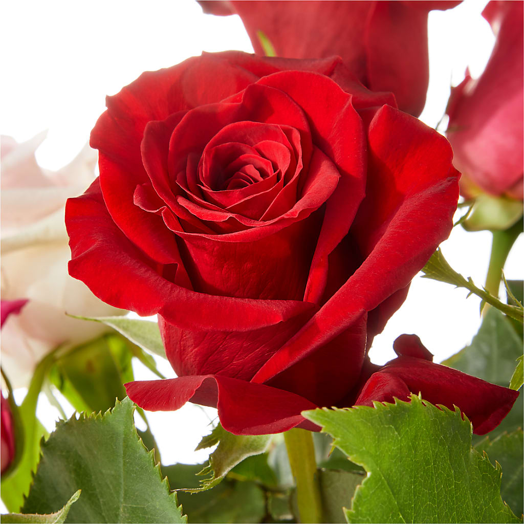 Love Notes Rose Bouquet – Citrus Valley Florist, West Covina CA