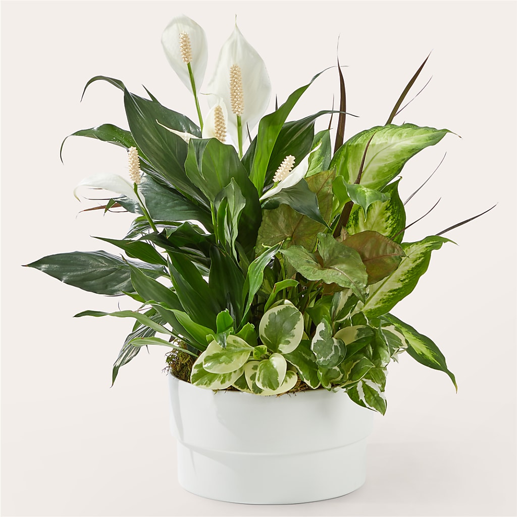 Radiating Positivity Dishgarden – Citrus Valley Florist, West Covina CA
