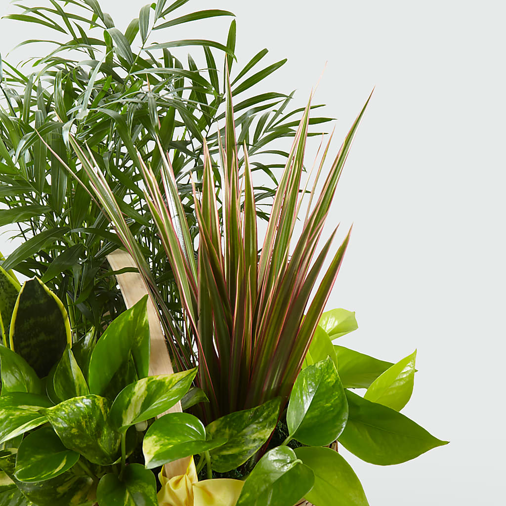 French Garden –  Citrus Valley Florist, West Covina CA