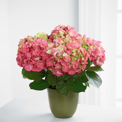 Pink Hydrangea Planter –  Citrus Valley Florist, West Covina CA