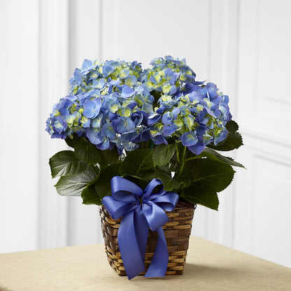 Blue Hydrangea Planter –  Citrus Valley Florist, West Covina CA