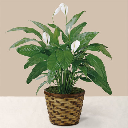 Tranquil Moments Peace Lily Plant –  Citrus Valley Florist, West Covina CA