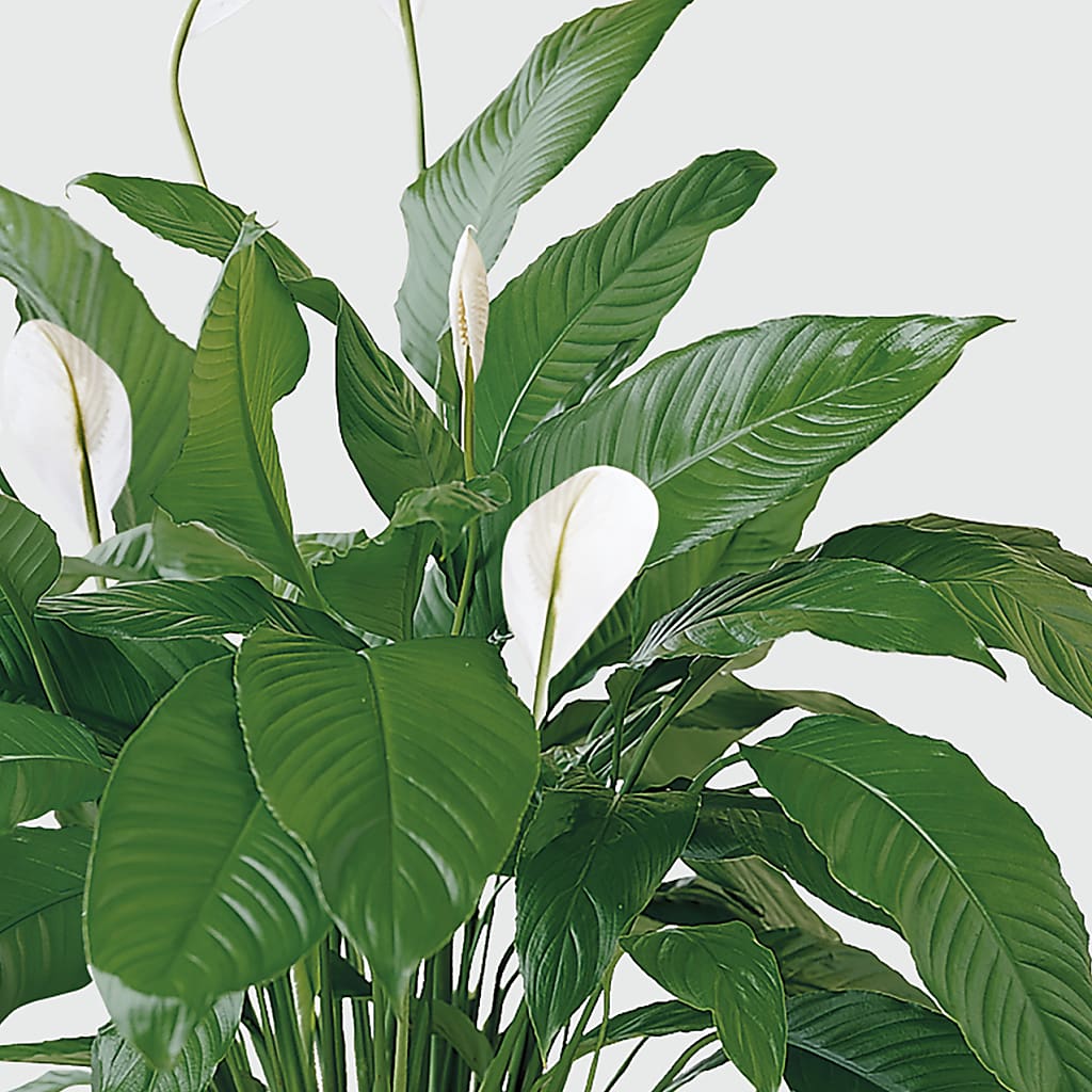 Tranquil Moments Peace Lily Plant –  Citrus Valley Florist, West Covina CA