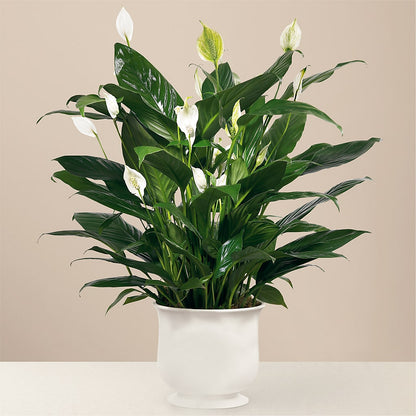 Comfort Planter –  Citrus Valley Florist, West Covina CA