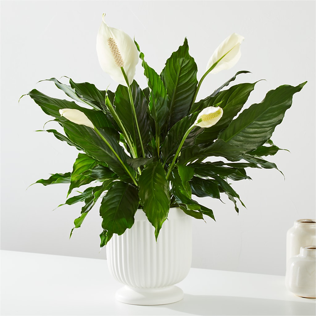 Comfort Planter –  Citrus Valley Florist, West Covina CA