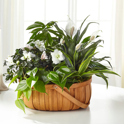 Serene Dishgarden –  Citrus Valley Florist, West Covina CA