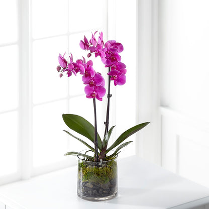 Pink Orchid Plant –  Citrus Valley Florist, West Covina CA