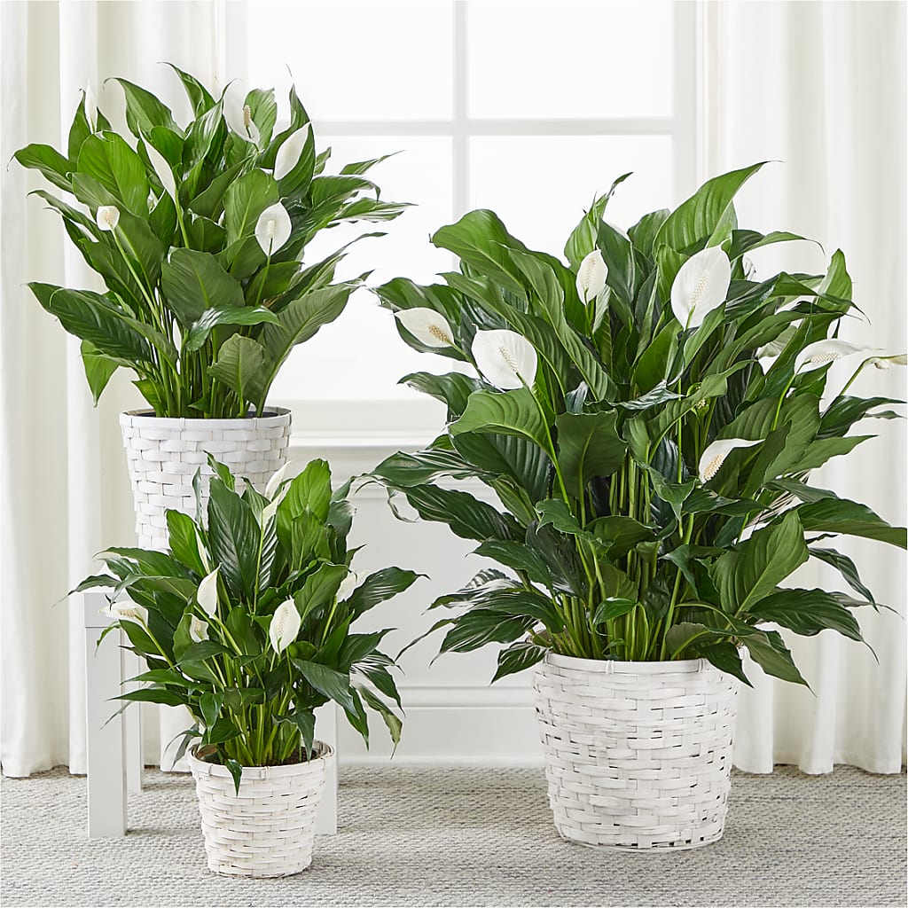 A New Leaf Peace Lily –  Citrus Valley Florist, West Covina CA