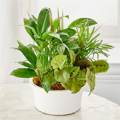 Balance & Harmony Dishgarden –  Citrus Valley Florist, West Covina CA