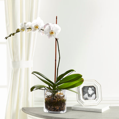 White Orchid Planter –  Citrus Valley Florist, West Covina CA